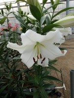 [5205 Fastrada VH No01.JPG]